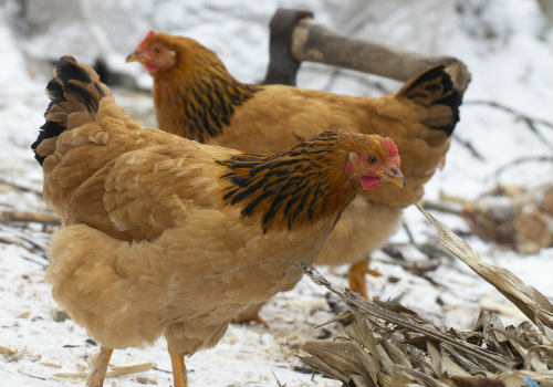 Protect Your Chickens During Cold Weather