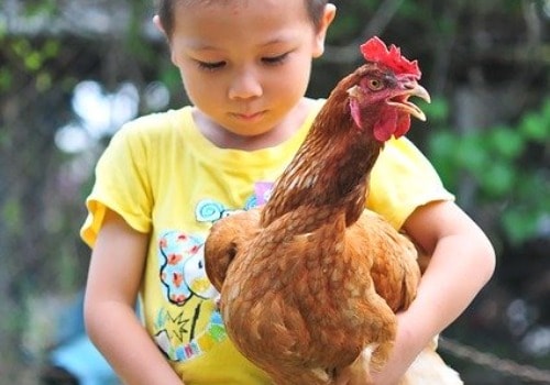 Boy is holding chicken