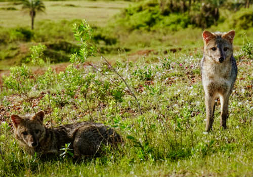 Brown coyote