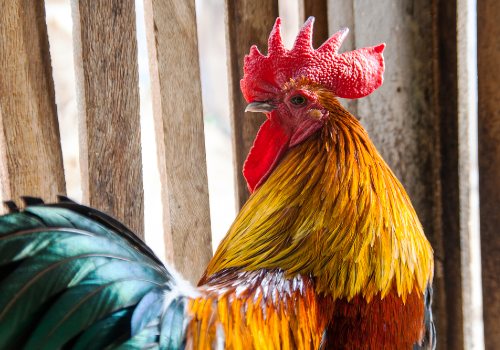 Chicken biology and behavior facts