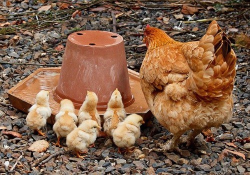 Chickens are drinking