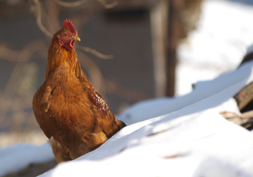 How Cold Is Too Cold for Your Chickens?