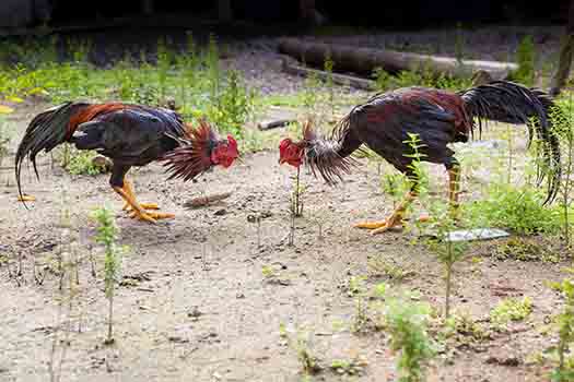 Chicken breed rhode island reds

