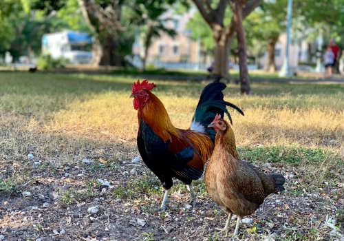Cock and chicken walking outside