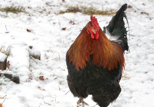 Rooster is walking outside in winter