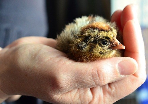 Cute chick in the hand