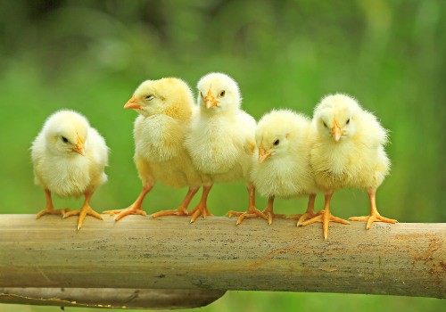 Five chicks are perching on bamboo stem