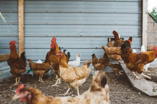 Flock of hen near gray wall