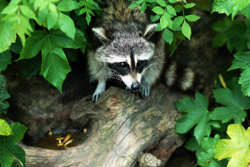 Gray and black raccoon on tree log