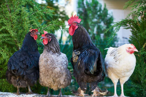 Group of chicken