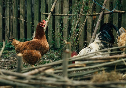 Hens and rooster walking in farm land