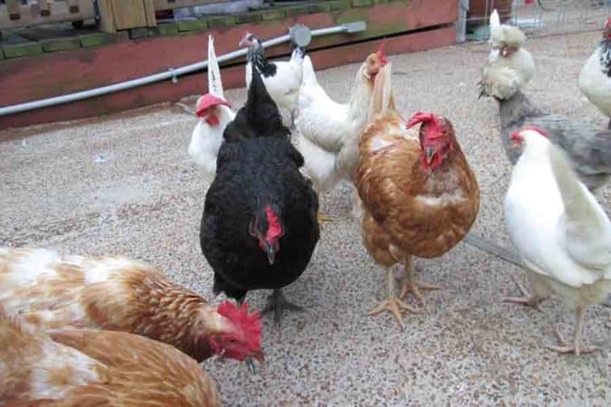 6 breeds of chickens; a total of 12 hens