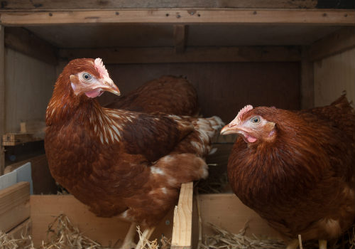 Nesting boxes for chickens
