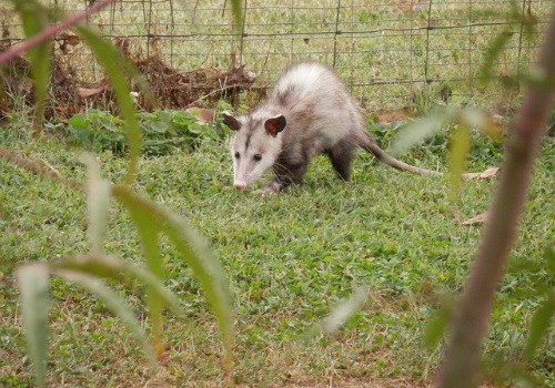Opossum in the cage