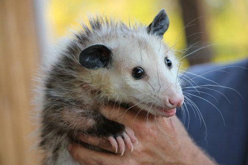 Opossum in man's hand