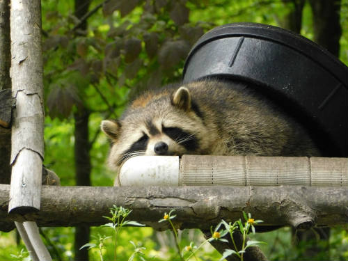 Raccoon lying on tree branch with black bucket