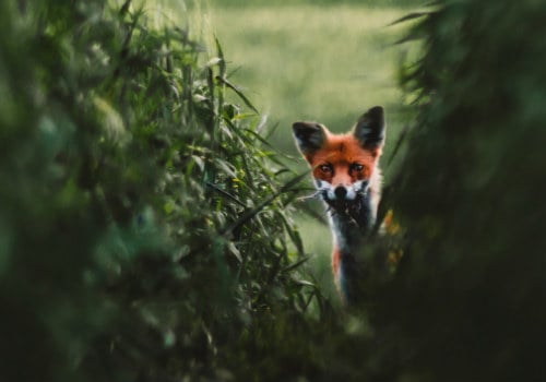 Red fox on a grass field