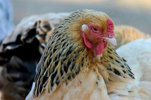 Signs of a Lethargic Chicken