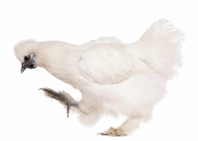 Silkie chicken