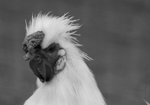 Silkie chicken