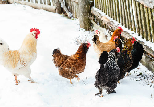 Six chickens around the snow