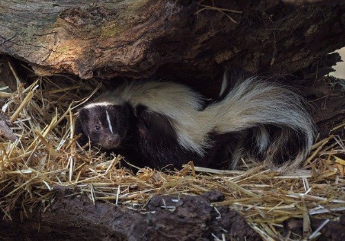 Skunks