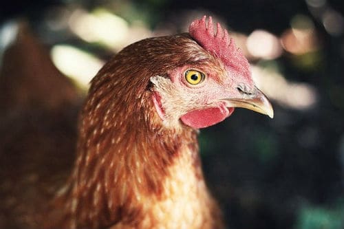 Steps to Take with a Lethargic Chickens