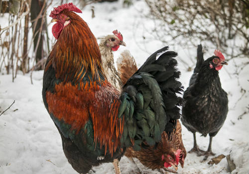 Chickens in the winter