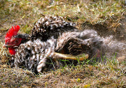 Treat a hen who's egg bound