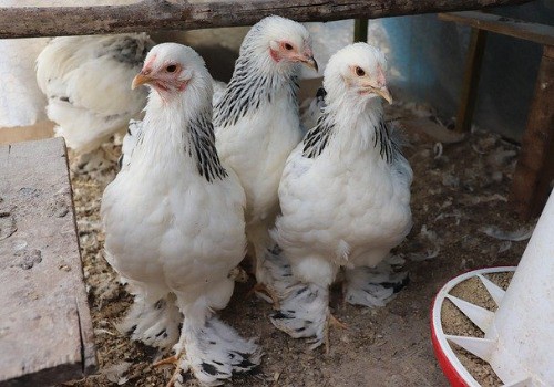 White brahma chickens