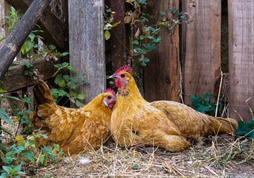 Chickens are taking the bath