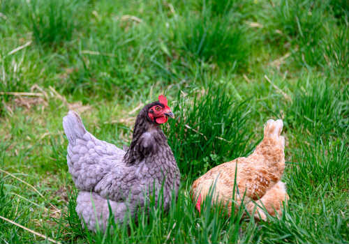 Two chickens in grass field