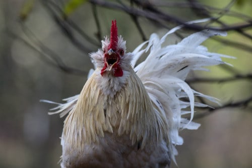 White rooster singing