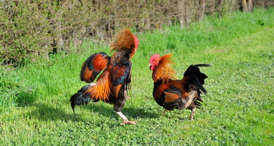 How Long Does a Rooster Live?