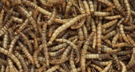 Mealworms: Yay or Nay for your Chickens