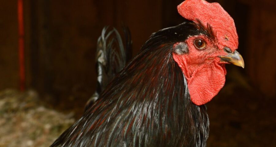 The Complete Guide to Black Copper Marans