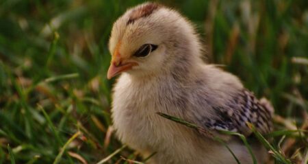 Easter Egger Chickens