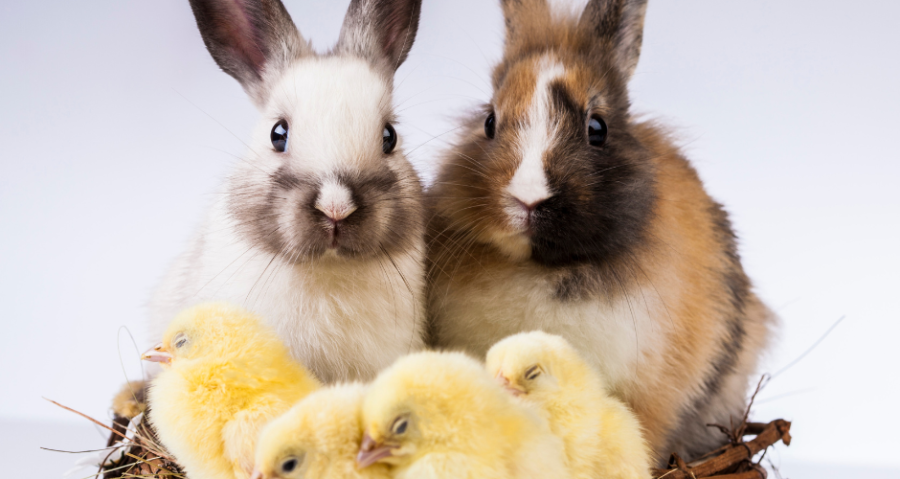 Chickens and Rabbits: Can They Co-Exist?