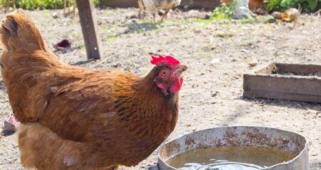 Garlic for Chicken Health