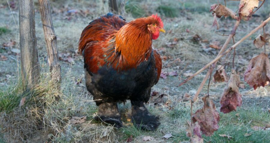 The Complete Guide to Black Copper Marans