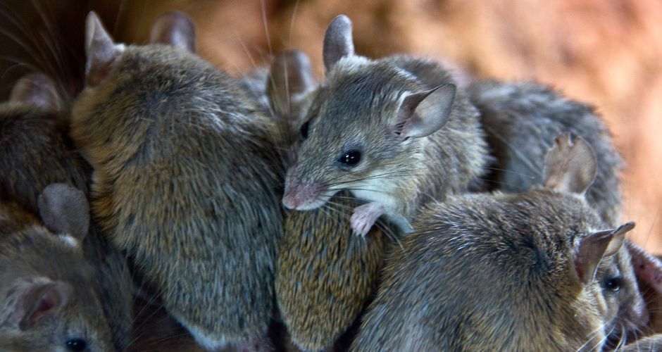 How to Prevent Mice in Chicken Coop Without Poison Sorry Chicken