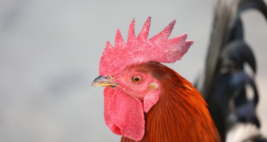 How Long Does a Rooster Live?