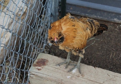 Chicken near the fence