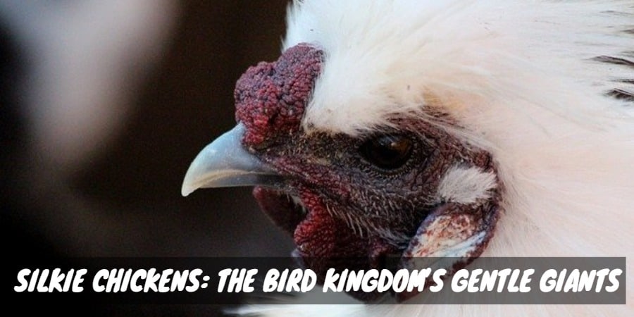 Silkie Chickens: the Bird Kingdom's Gentle Giants - Sorry Chicken