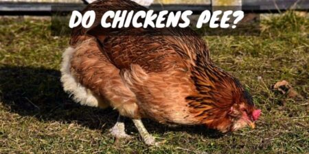 How to Stop Chickens from Pecking Each Other: 6 Ways - Sorry Chicken