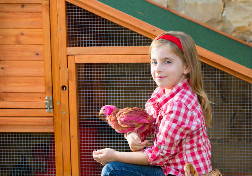 Girl is holding chick near the chicken coop
