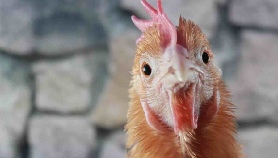 Can Chickens See In The Dark Sorry Chicken can-chickens-see-in-the-dark-sorry-chicken