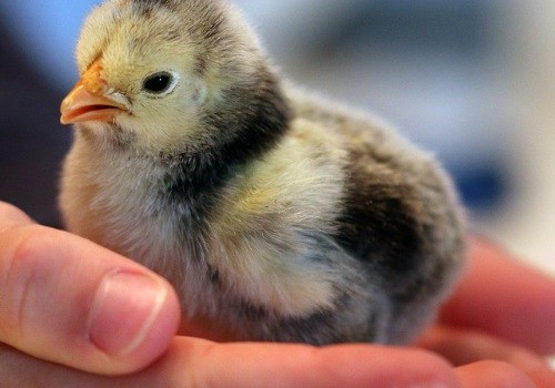 Small chick in man's hand