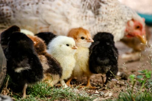 Chicken chicks