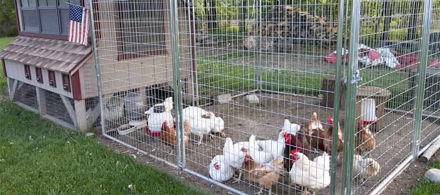 Large chicken coop with a flock of hens in the run